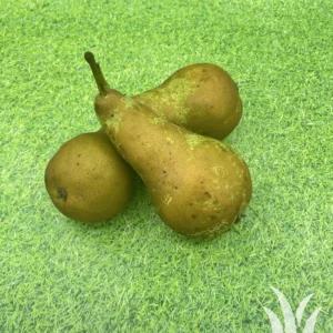 Vers fruit handpeer
