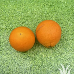 Vers fruit sinaasappel hand