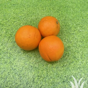 Vers fruit sinaasappel pers